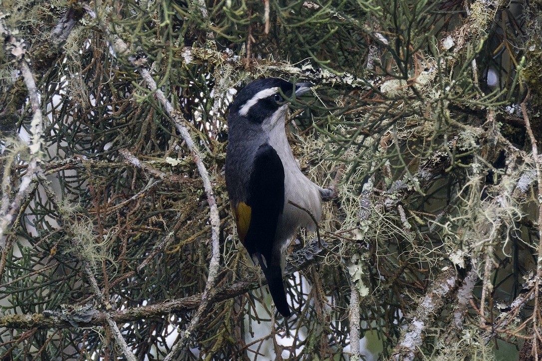 White-browed Shrike-Babbler (Blyth's) - ML620559579