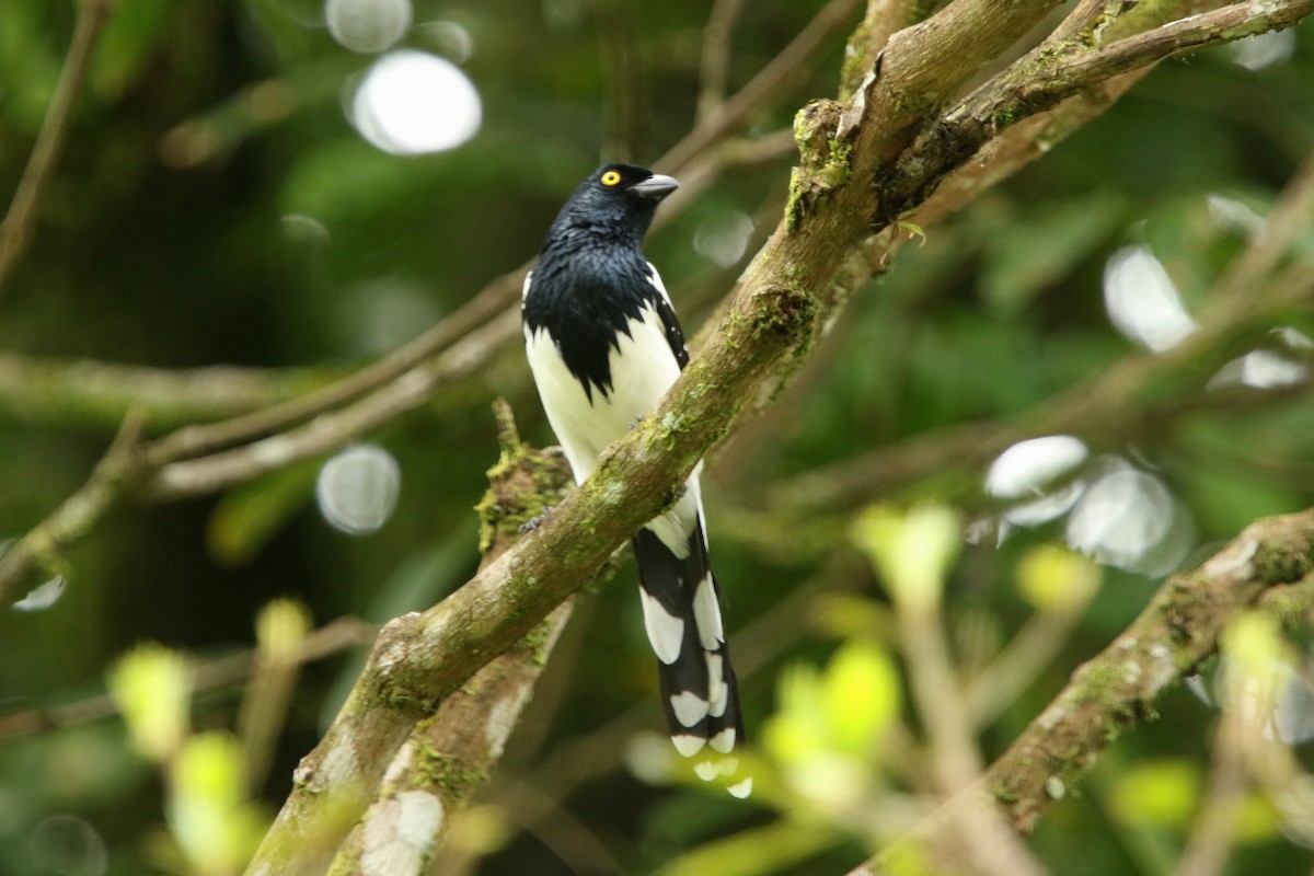 Magpie Tanager - ML620559584