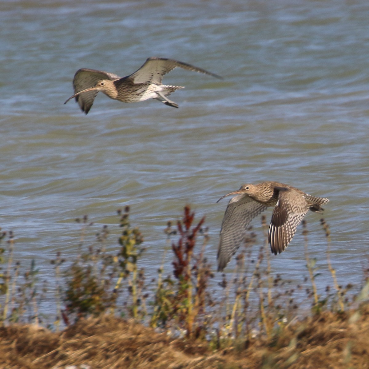 Eurasian Curlew - ML620559590