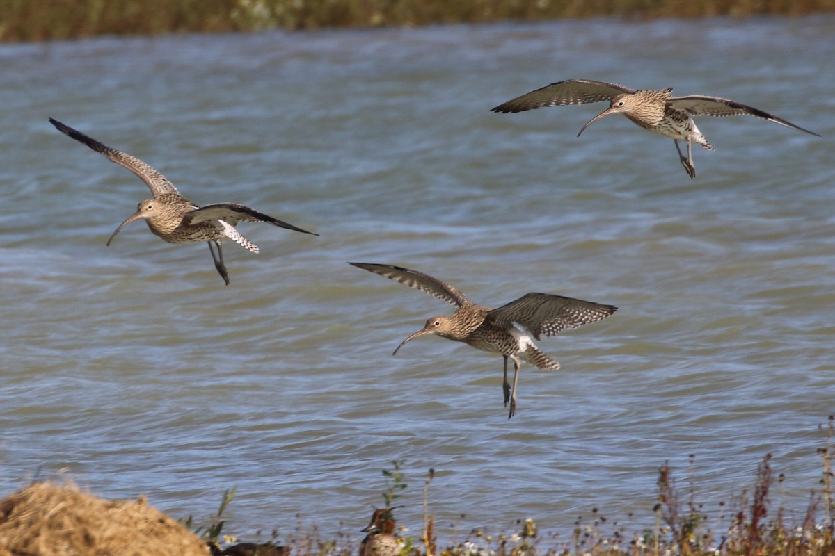 Eurasian Curlew - ML620559591