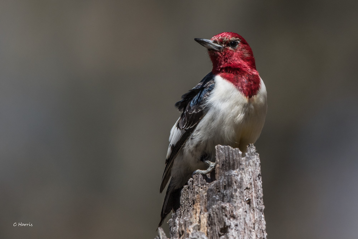 Red-headed Woodpecker - ML620559599