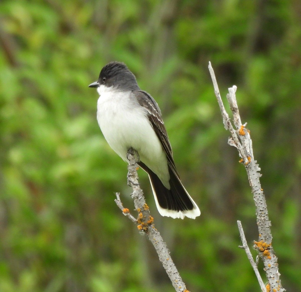 Eastern Kingbird - ML620559614