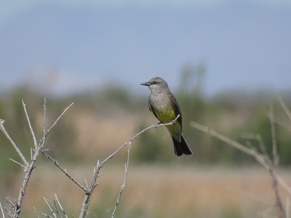 Western Kingbird - ML620559615