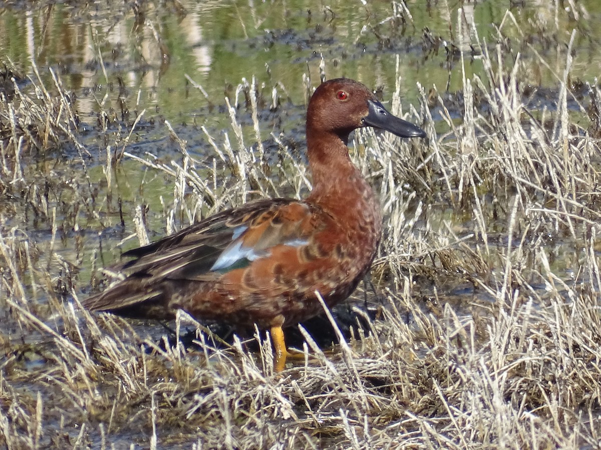 Cinnamon Teal - ML620559623