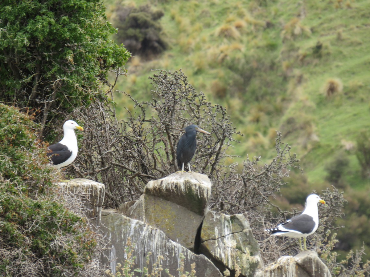 Pacific Reef-Heron - ML620559627