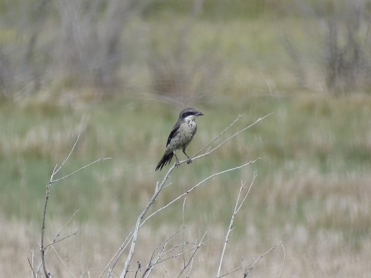 Pie-grièche migratrice - ML620559630