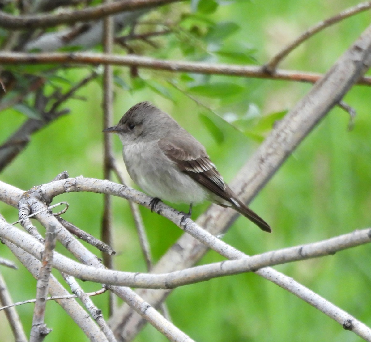 Western Wood-Pewee - ML620559631