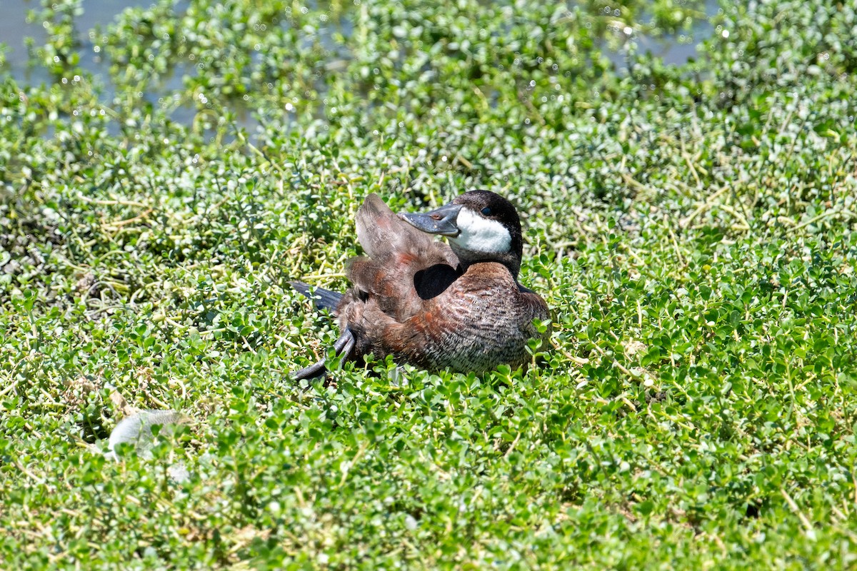 Ruddy Duck - ML620559634