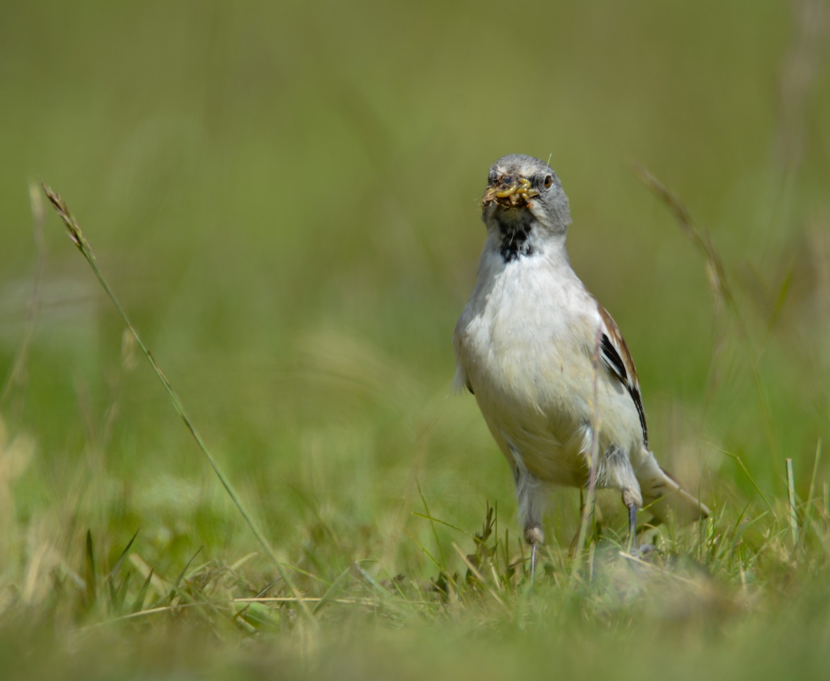 White-winged Snowfinch - ML620559637