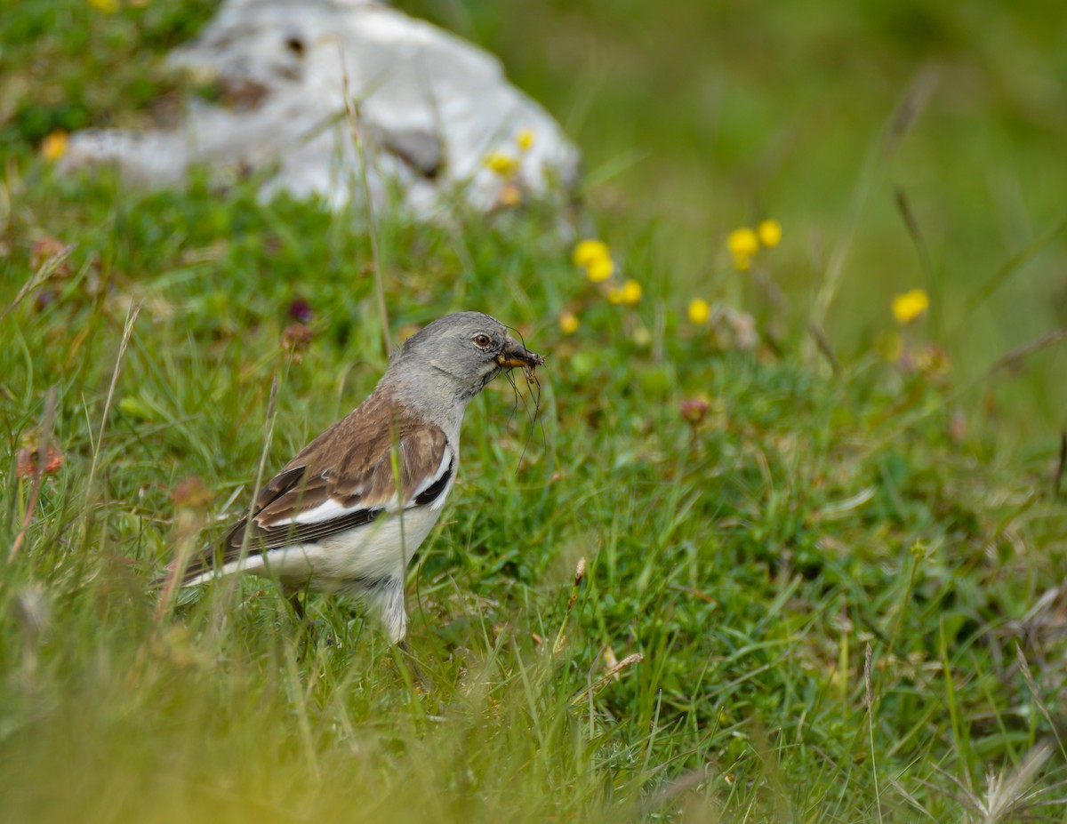 White-winged Snowfinch - ML620559638