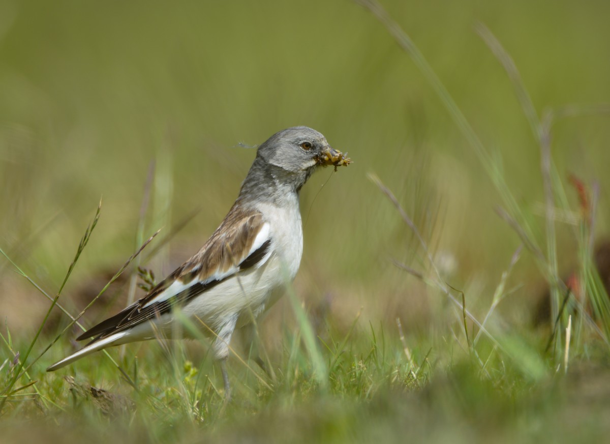 White-winged Snowfinch - ML620559639