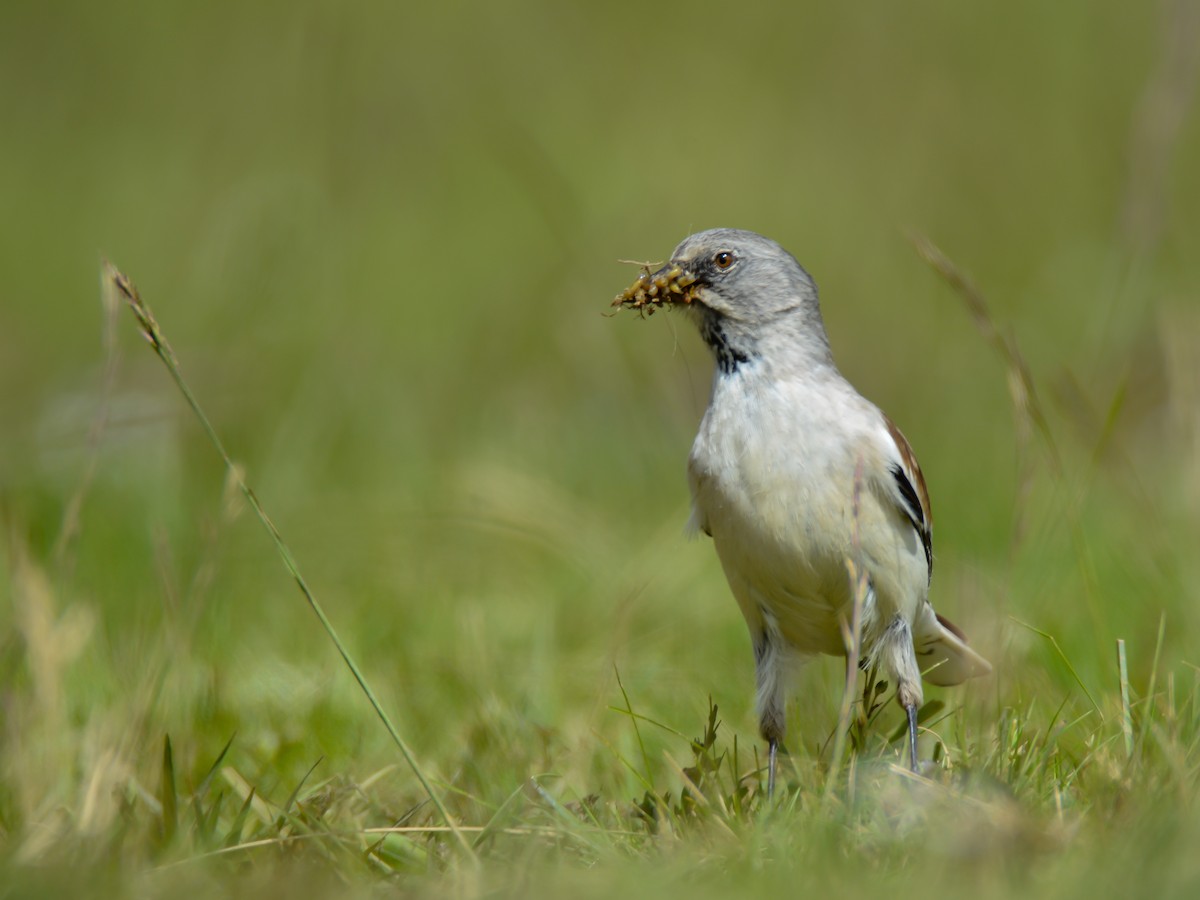 White-winged Snowfinch - ML620559640
