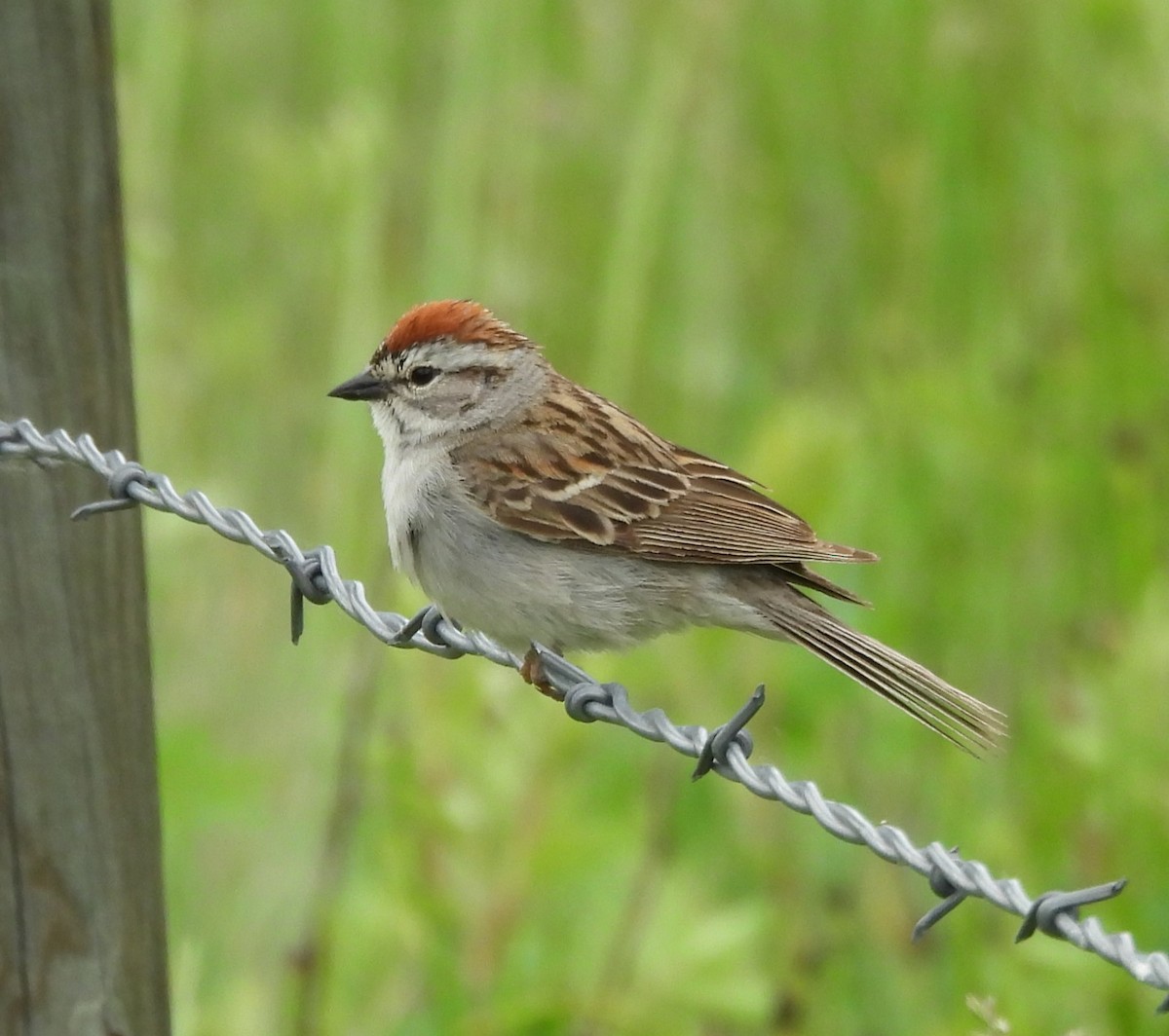Chipping Sparrow - ML620559641