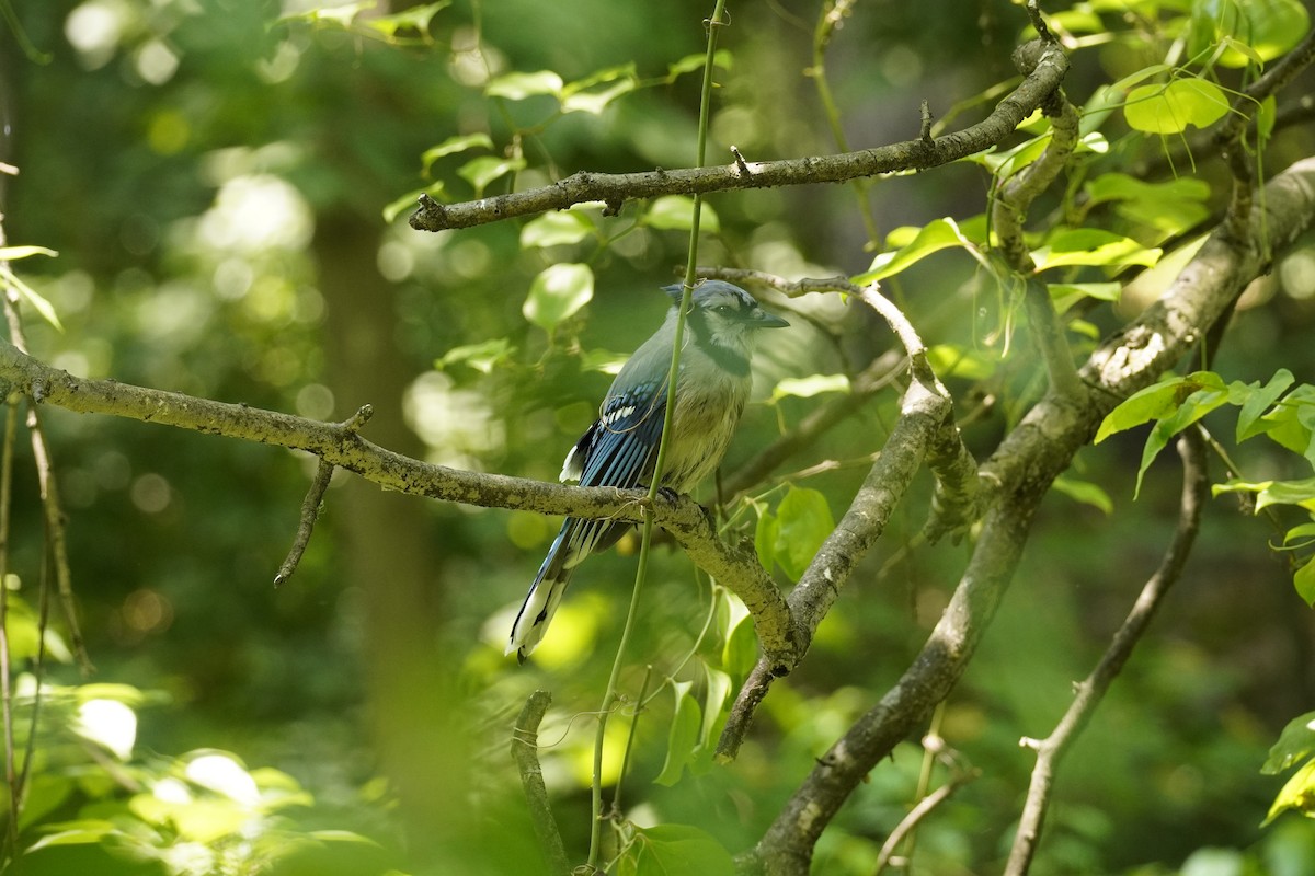 Blue Jay - ML620559643