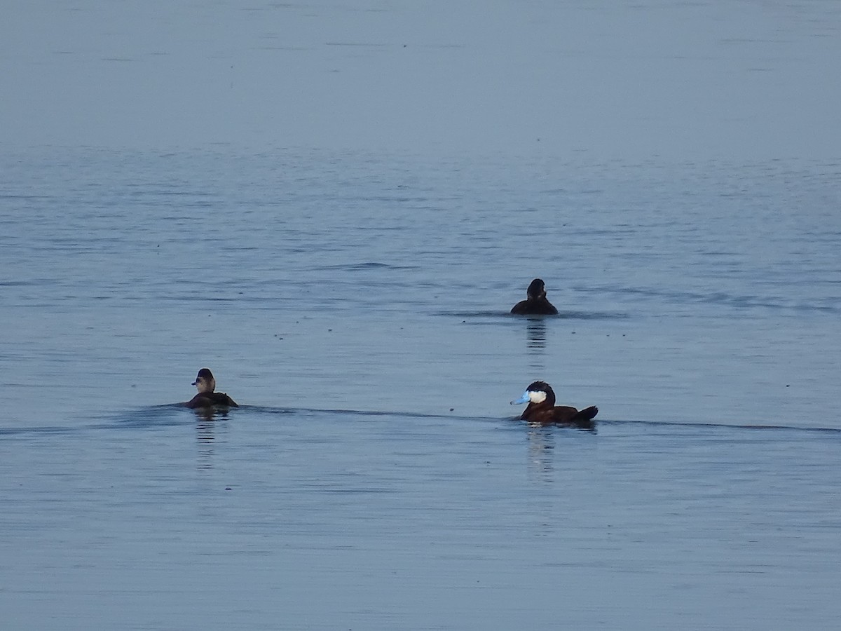 Ruddy Duck - ML620559646