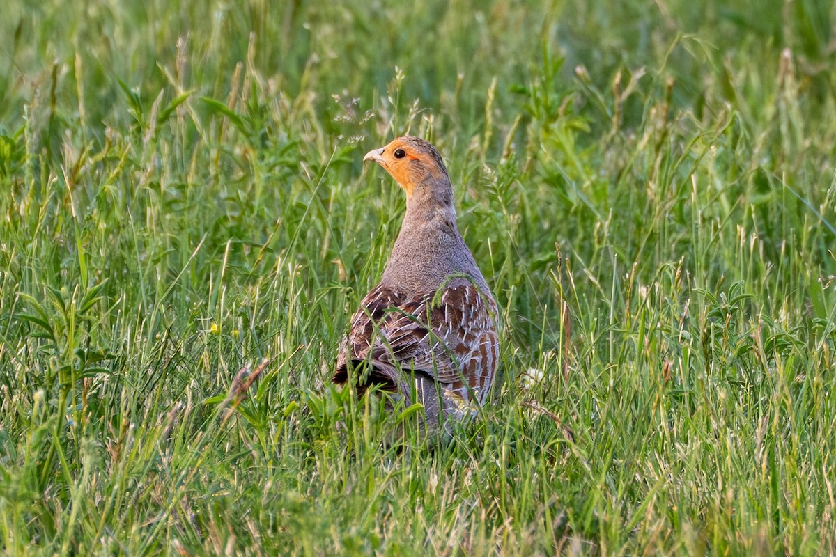 Gray Partridge - ML620559649