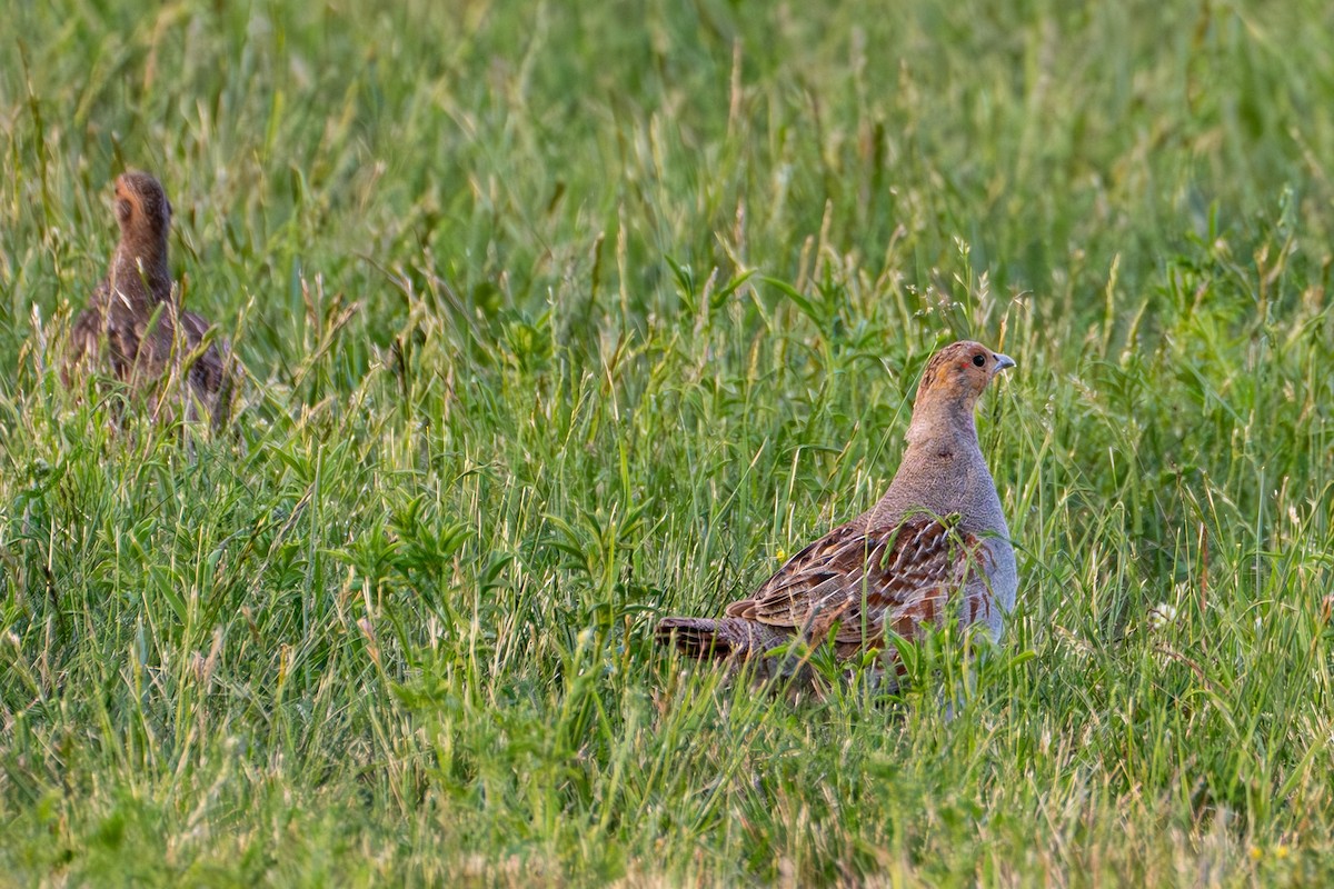 Gray Partridge - ML620559651