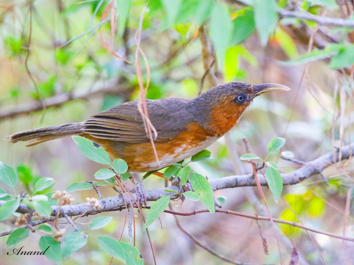 ホオアカマルハシ - ML620559657