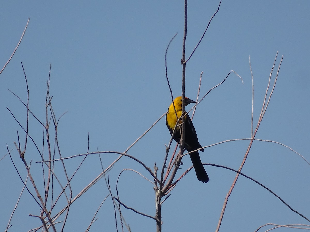 Yellow-headed Blackbird - ML620559661