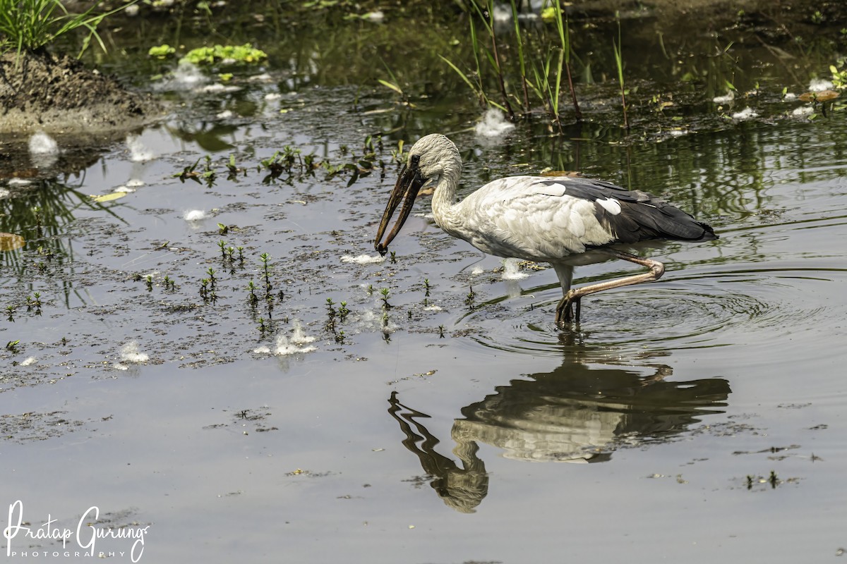 Asian Openbill - ML620559665