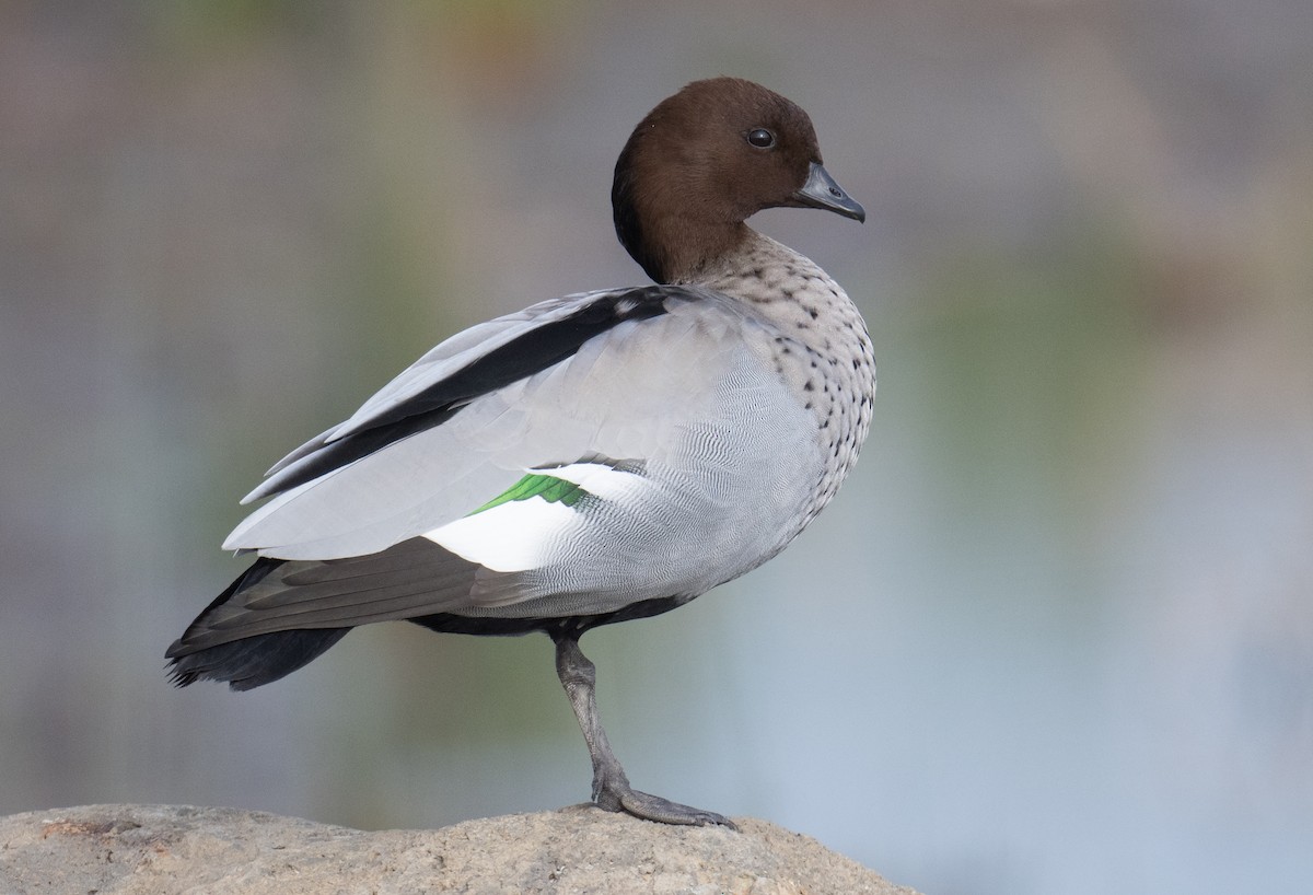 Canard à crinière - ML620559672