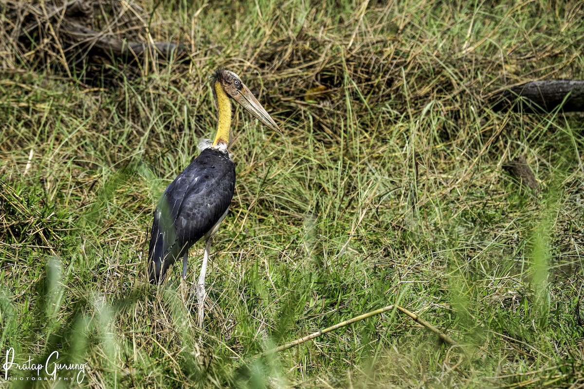 Lesser Adjutant - ML620559674