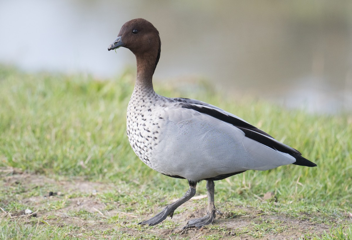 Canard à crinière - ML620559680