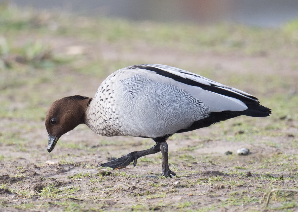 Canard à crinière - ML620559690