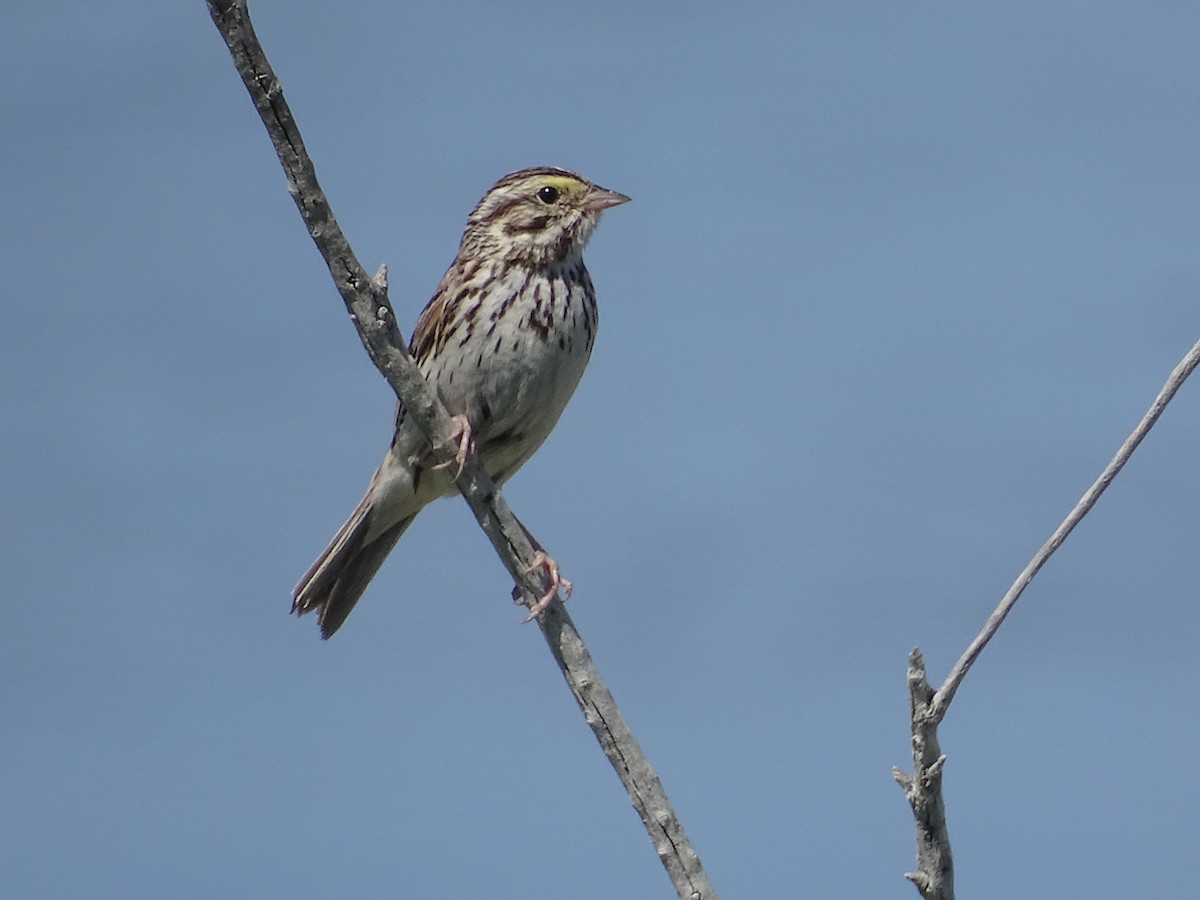 Savannah Sparrow - ML620559704