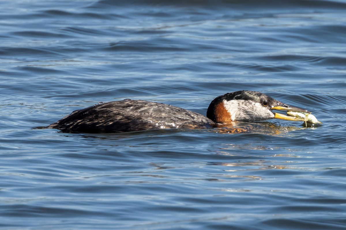 Red-necked Grebe - ML620559711