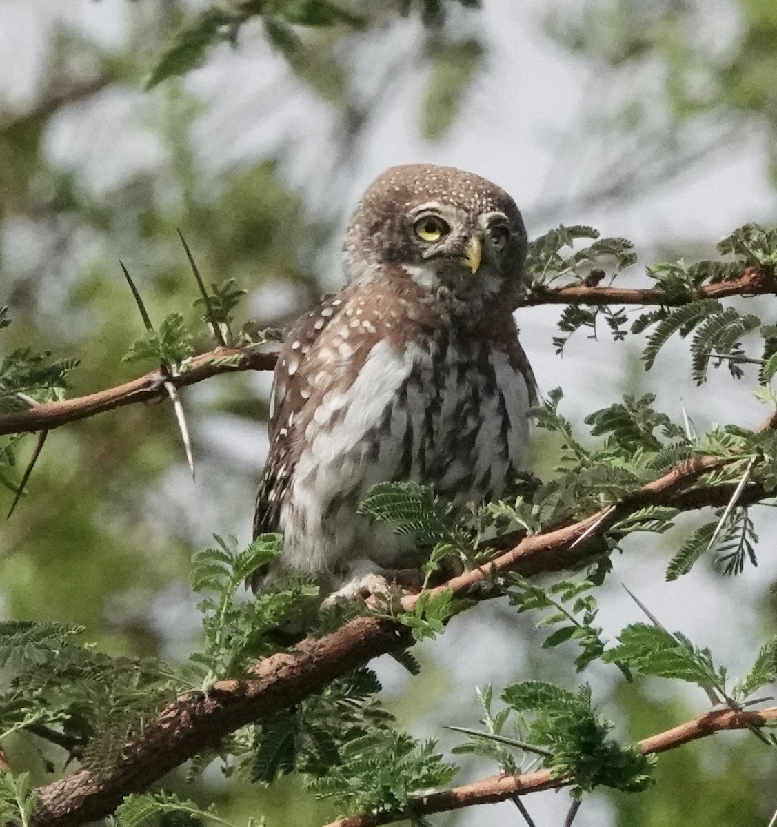 Pearl-spotted Owlet - ML620559714