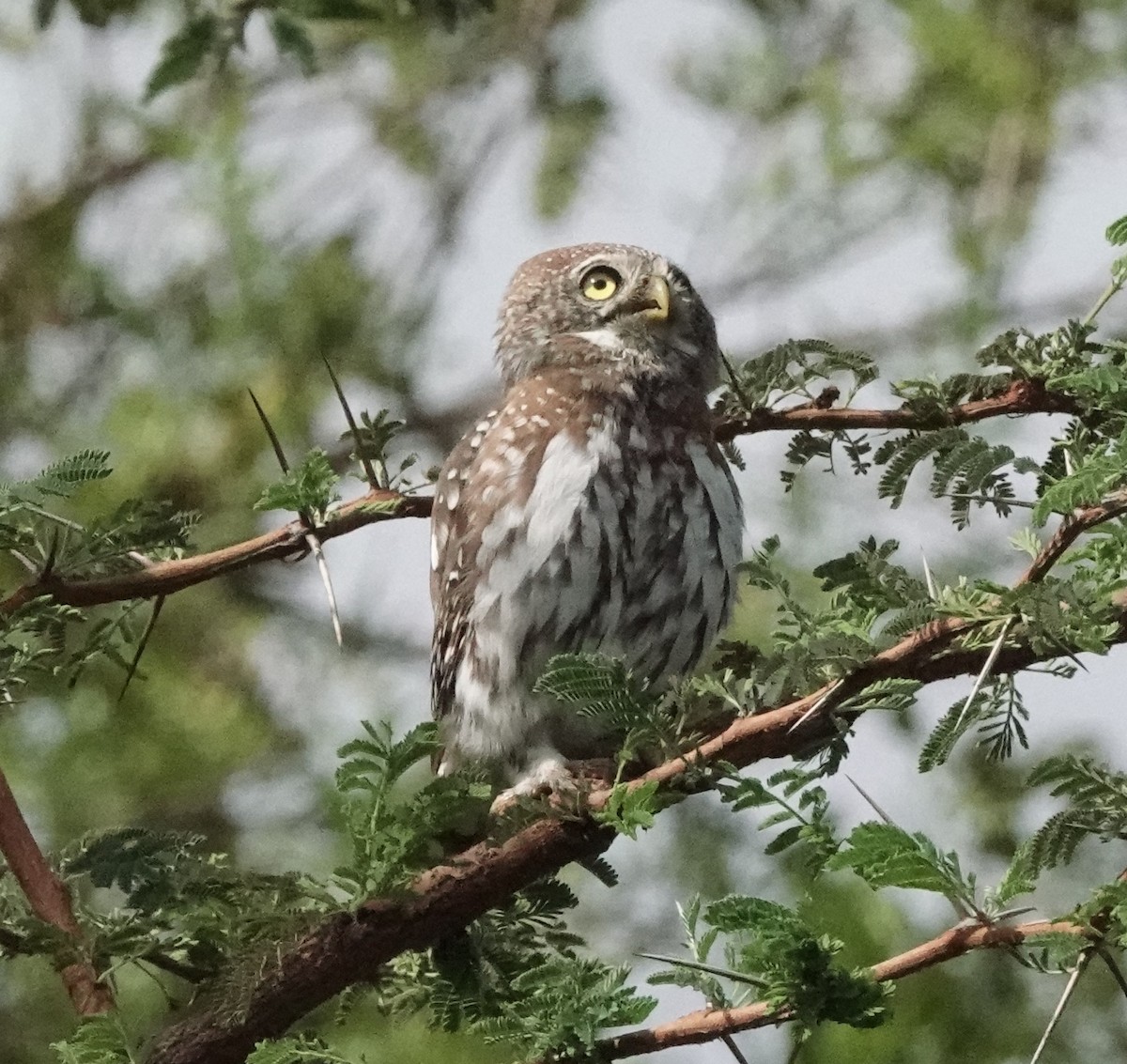 Pearl-spotted Owlet - ML620559715