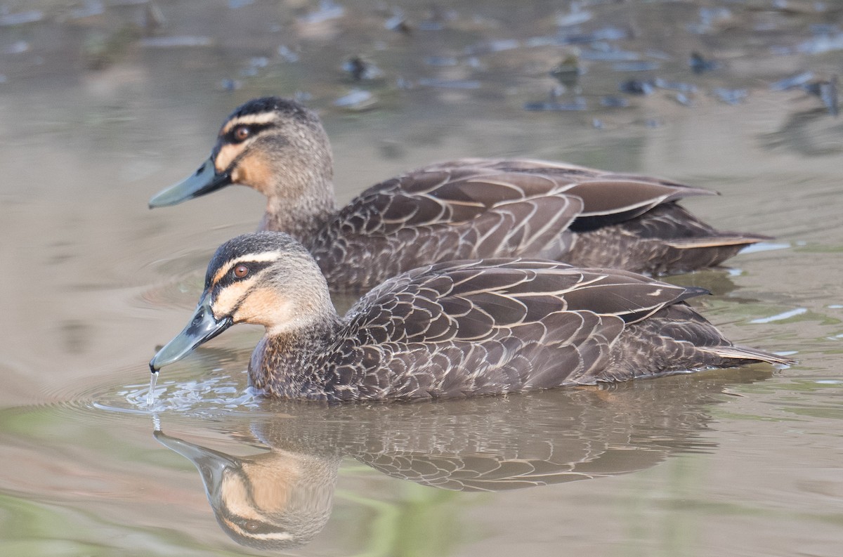 Pacific Black Duck - ML620559718