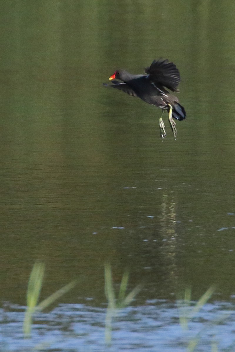 Eurasian Moorhen - ML620559719