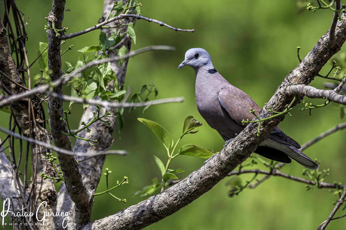 Red Collared-Dove - ML620559726