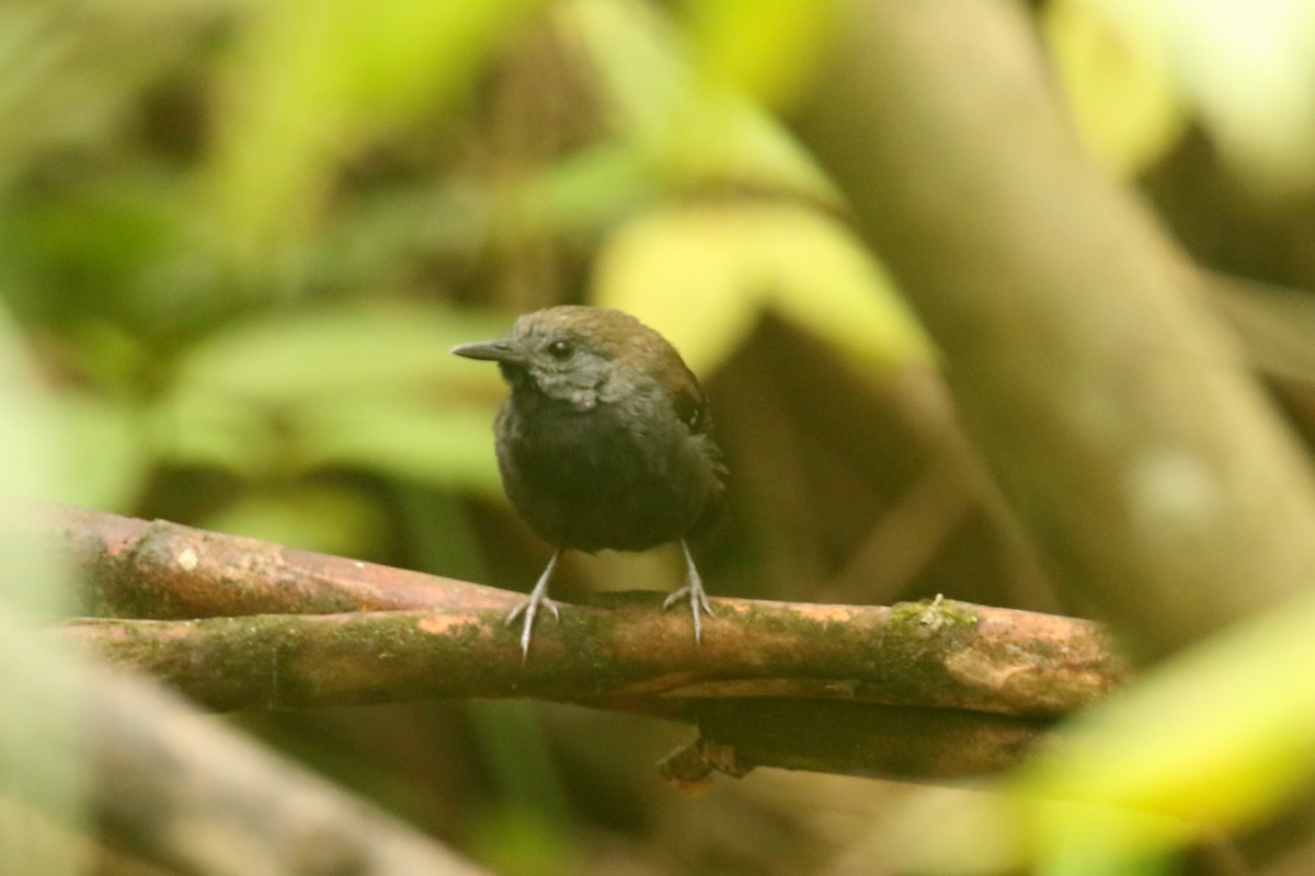 Black-throated Antbird - ML620559728