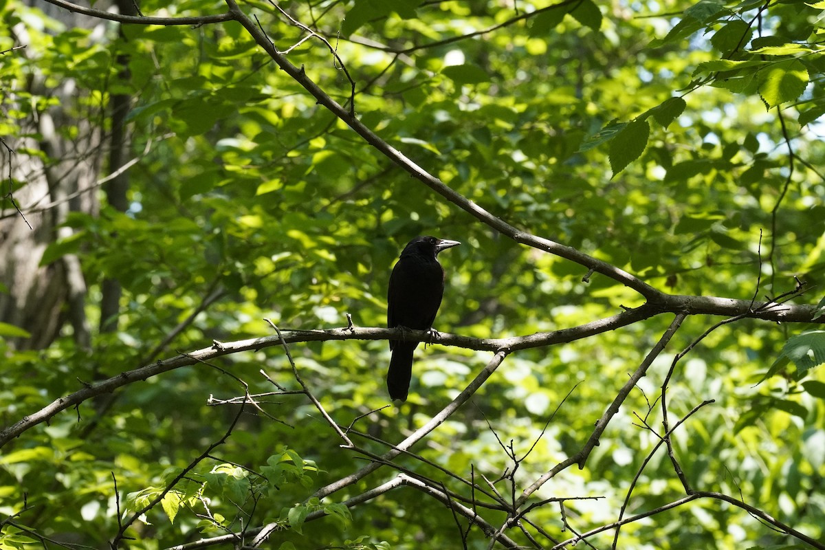 Common Grackle - ML620559732