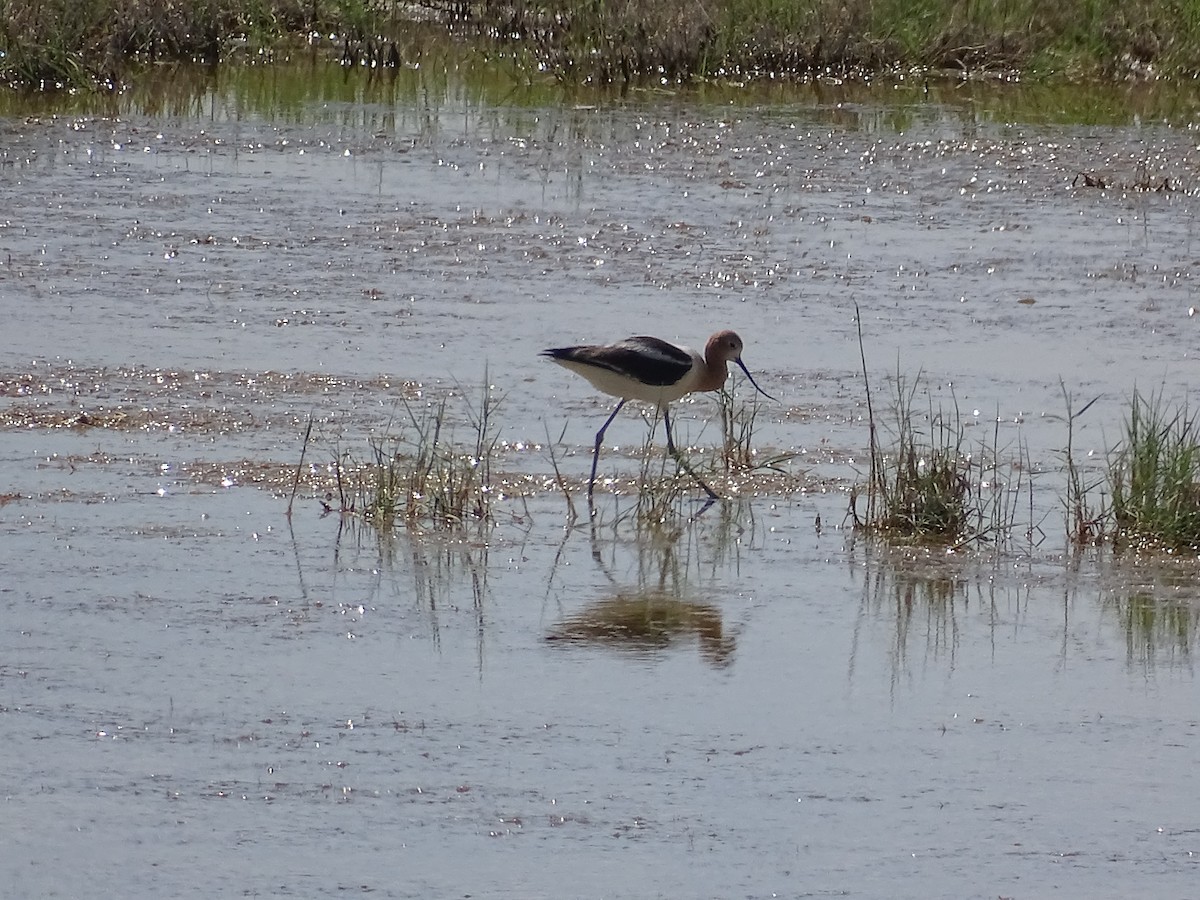 Avoceta Americana - ML620559745