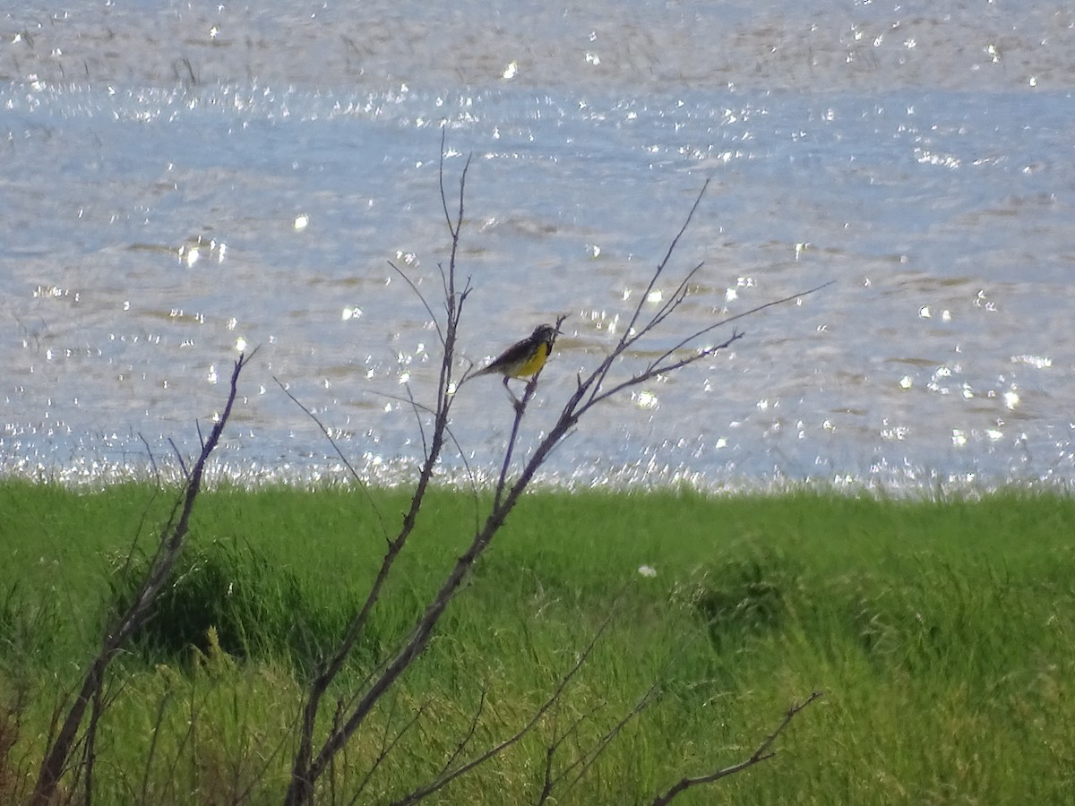 Western Meadowlark - ML620559749