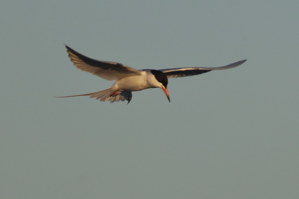 Forster's Tern - Gil Ewing
