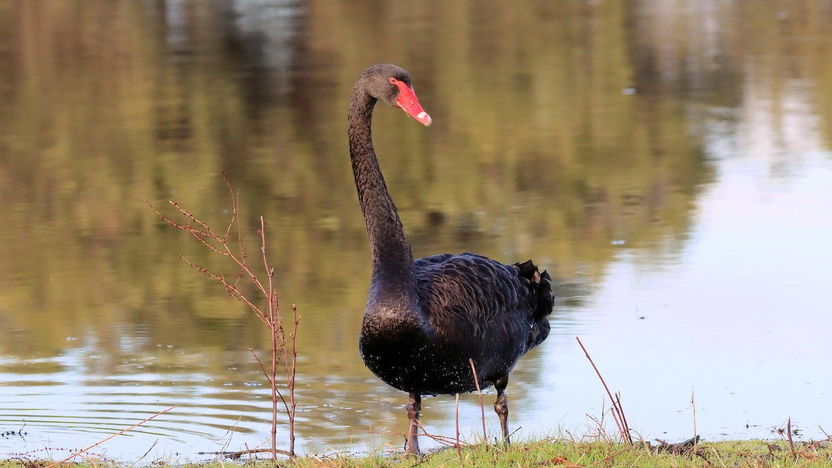 Black Swan - Craig Lumsden