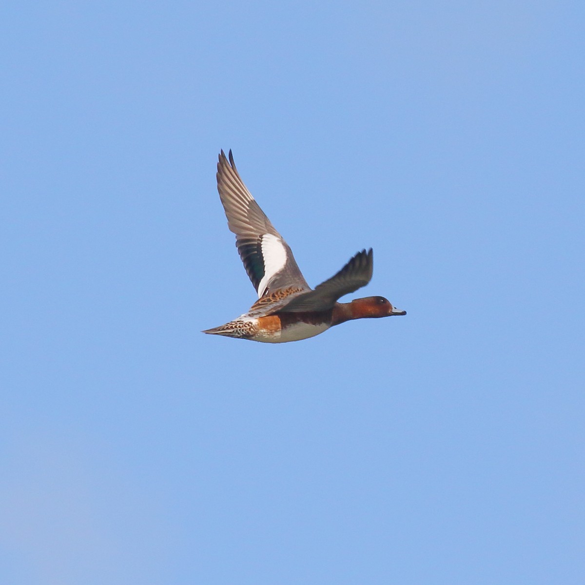 Eurasian Wigeon - ML620559763