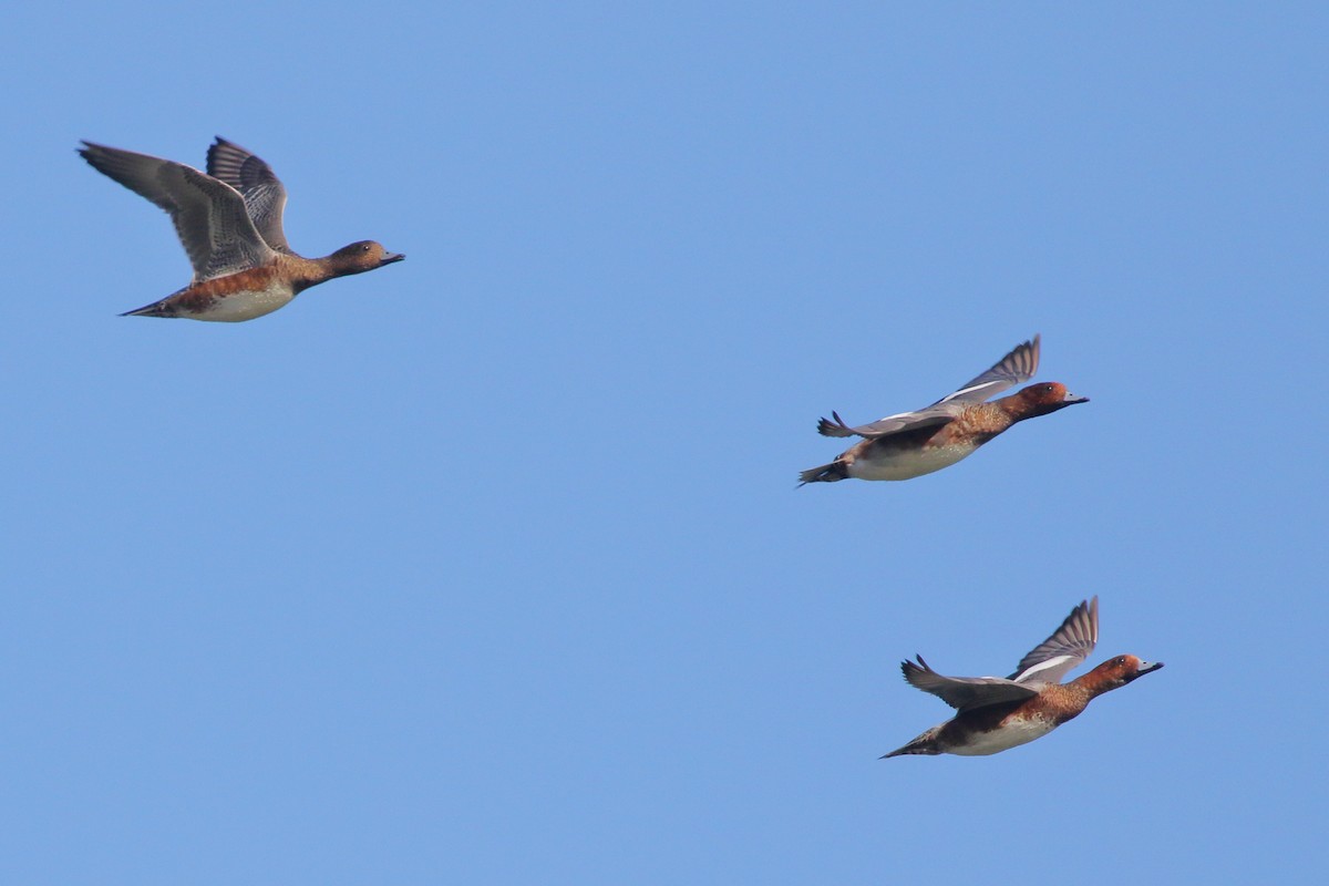 Eurasian Wigeon - ML620559765