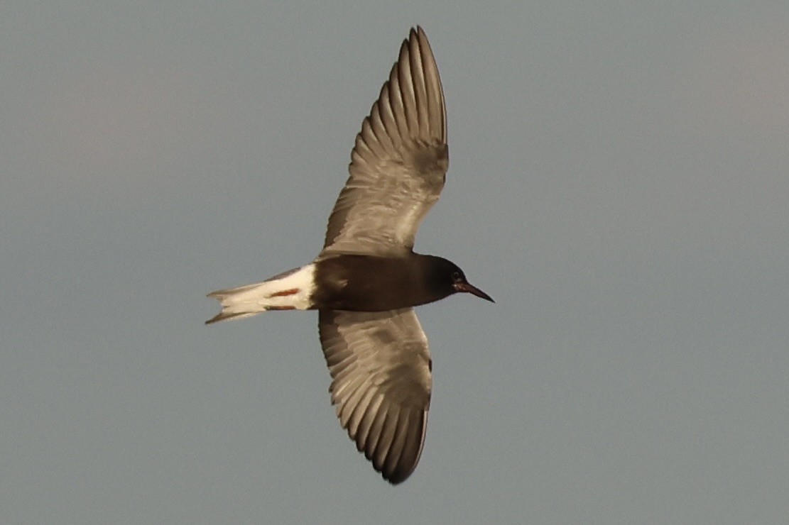 Black Tern - ML620559768