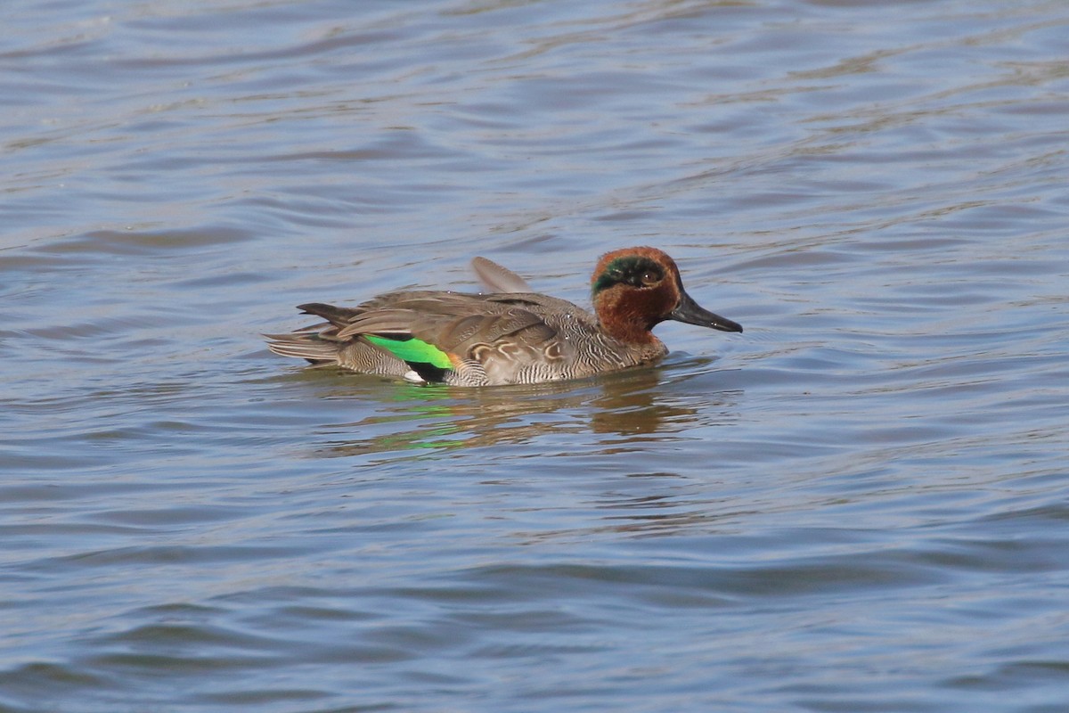 Green-winged Teal - ML620559769