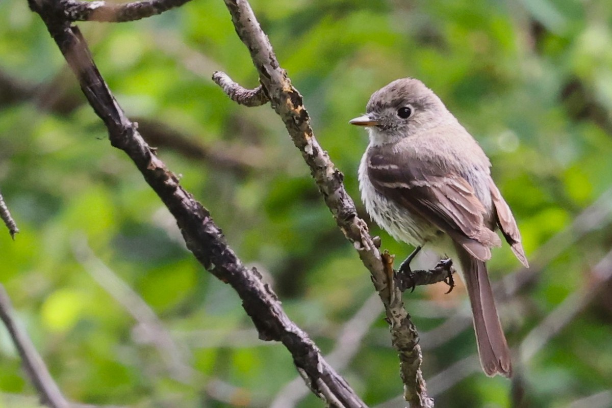 Dusky Flycatcher - ML620559775