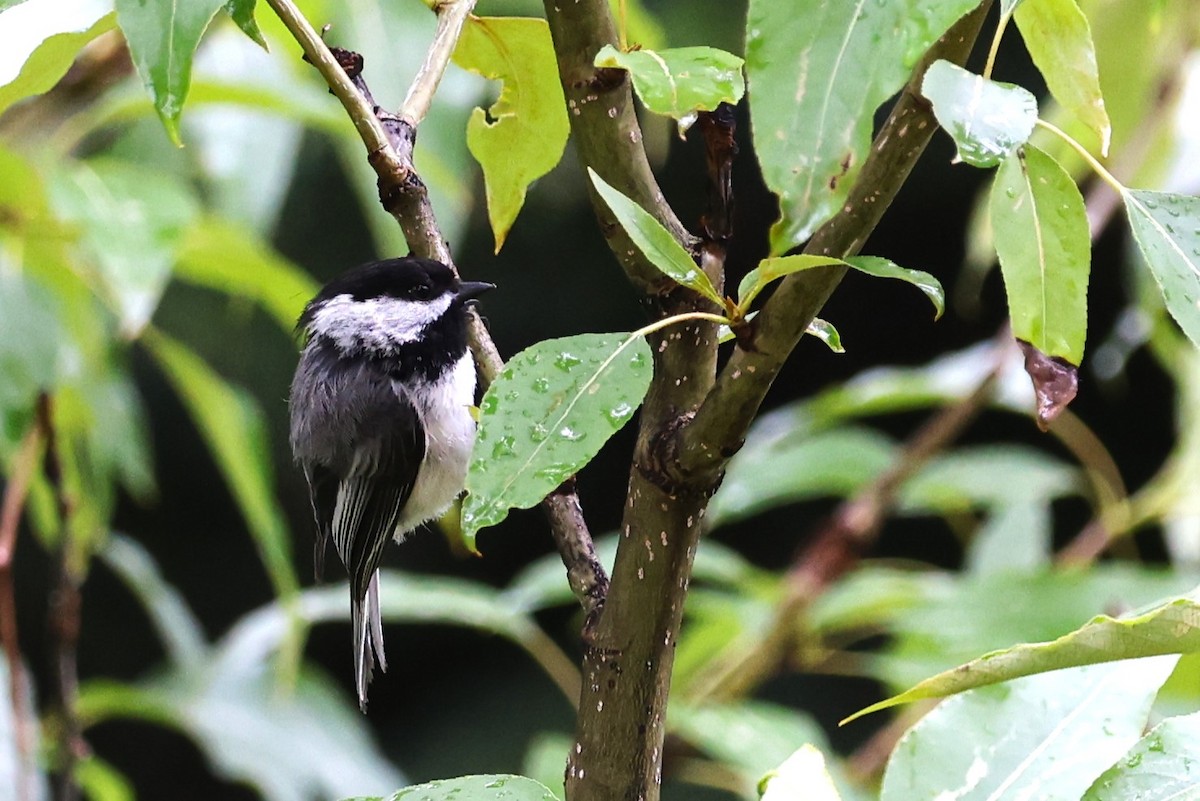 Mésange à tête noire - ML620559777