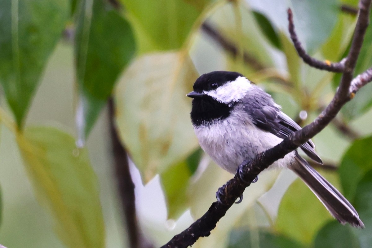 Black-capped Chickadee - ML620559780