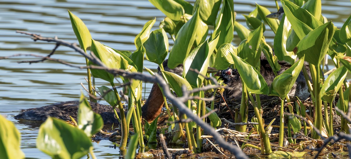 Red-necked Grebe - ML620559781