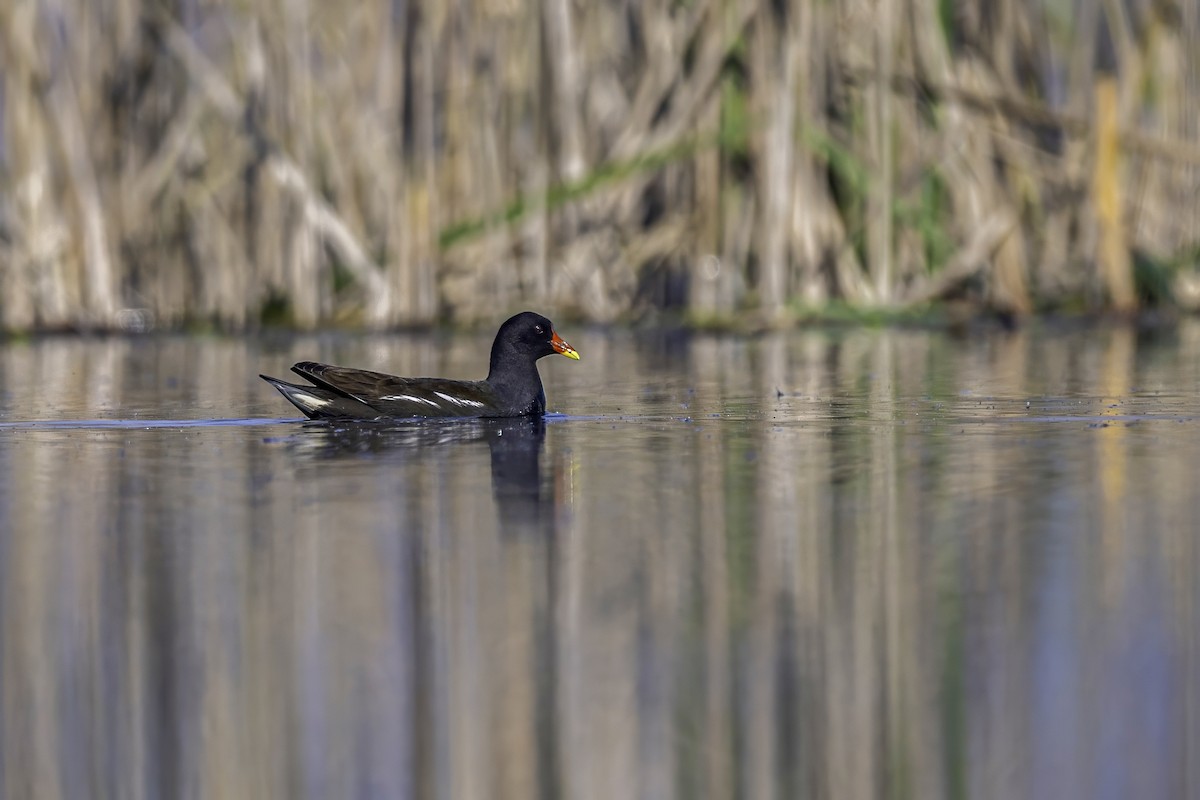 Eurasian Moorhen - ML620559785